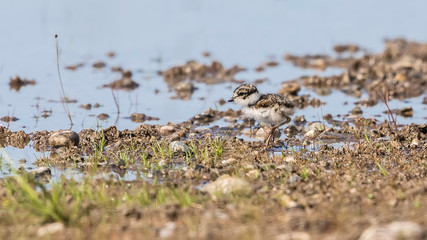 Semipalmated Plover Chick