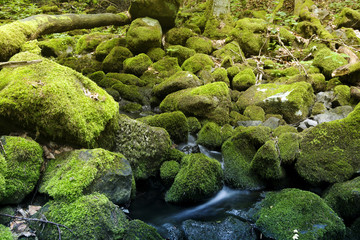 creek with stones covered with fresh green moss