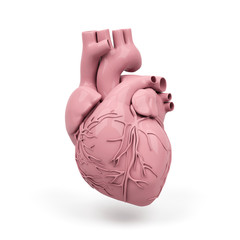 Human heart isolated on a white background. 3d rendering image