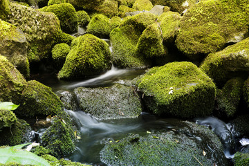 creek with stones covered with fresh green moss