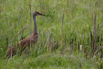 Walking Sandhill Crane