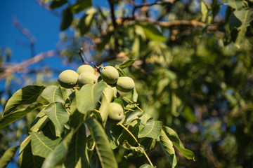 Walnut green fruit unripe on tree branch