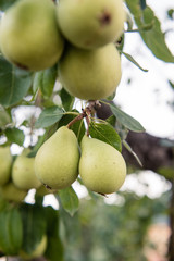 Pears green fruit unripe on tree branch