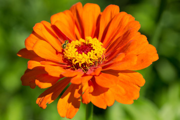 Bee in Flower