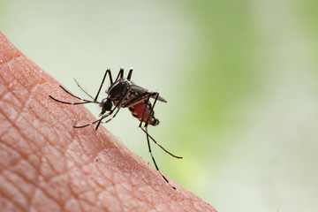 Aedes aegypti Mosquito. Close up a Mosquito sucking human blood.