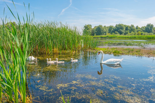 Swans and cygnets swimming in a lake in summer