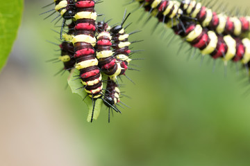 Caterpillar on a green leaf., close up caterpillar