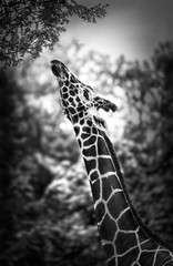 Naklejka premium Giraffe