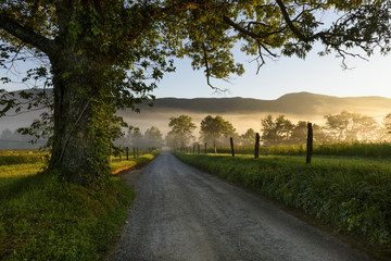 Large Tree on Country Road with Foggy Sunrise
