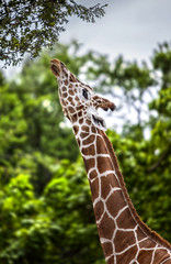 Giraffe