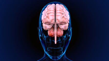 3d illustration of human body organ (brain anatomy)
