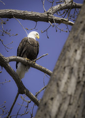 Vertical photo of perched majestic bald eagle hunting from bare tree branch. There is bright blue sky with stunning eagle on the look out for the next meal. 