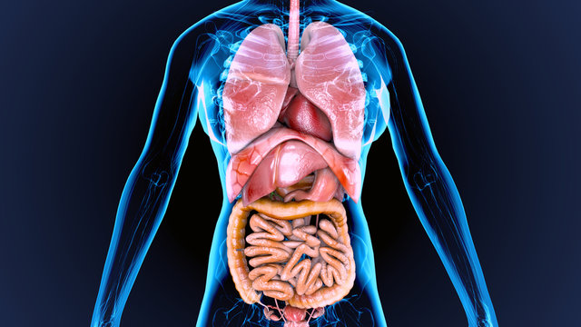 3d illustration of human body organs anatomy
