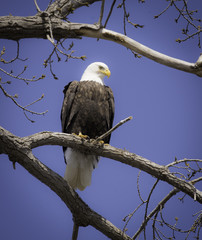 majestic bald eagle perched on branch. mature hunting female