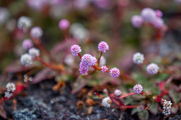 fleur la R&eacute;union
