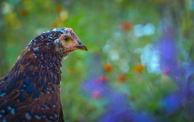 Close up of free range hen with shallow depth of field. Wildflowers in purple, white and orange in background. Room for text. 