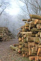 Chopped fuel wood in a forest