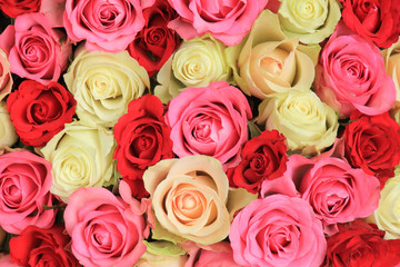  pink mixed wedding roses