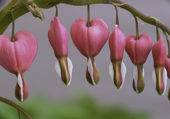 horizontal macro photo of bleeding hearts pink juicy softly back lit and glowing. Room for copy. 