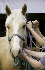 Vertical photo of stunning palomino quarter horse gelding being handled by four hands.   Being...