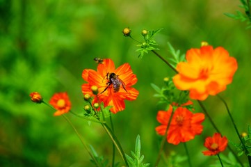 Butterflies and Bees Among Beautiful Wildflowers in a Field
