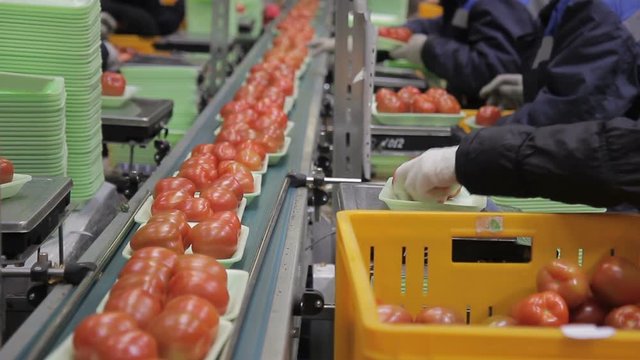 Employees weigh tomatoes and put them on conveyor belt indoors. They lay red ripe fruits on plastic base and place on magnetic tape. Flat polystyrene pallets are used for packing, storing