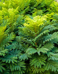Even pinnately compound leaves background and texture