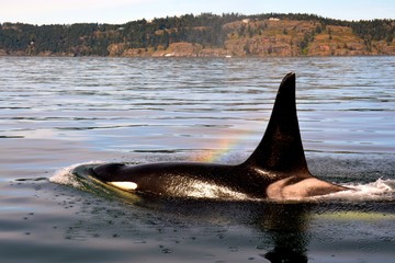 Onyx blows a orca rainbow as he passes Pender Island BC, CANADA.