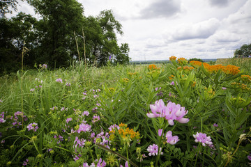 Bloomington MN National Wildlife Refuge landscape. pink and orange flowers with trees and big sky