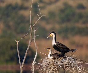 White Breasted Comorant