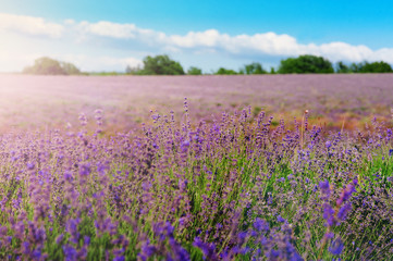 Lavender bushes closeup on sunset. Sunset gleam over purple flowers of lavender. Bushes on the center of picture and sun light on the left. Provence region of france.