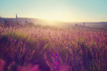 Lavender field in Tihany, Hungary