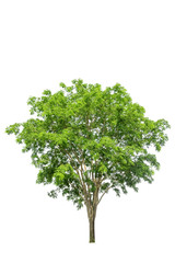 Fototapeta na wymiar collections green tree isolated. green tree isolated on white background.