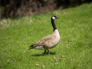 Canada Goose