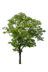 collections green tree isolated. green tree  isolated on white background.