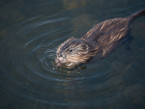 Muskrat