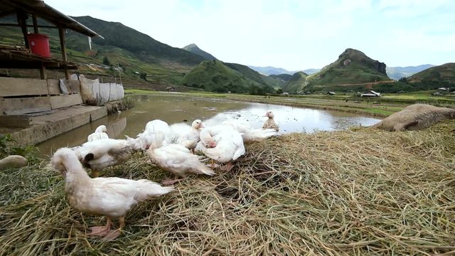  Ducks on top of Lao Cai mountain in Vietnam