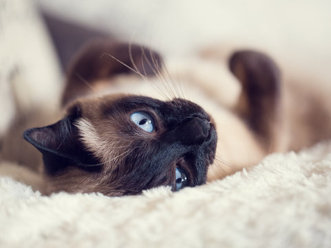 Close up of a cute blue-eyed siamese cat lying on a fluffy plaid. Selective focus