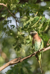 Red-Breasted Parakeet On Branch Of Tree In The Temple,Thailand.