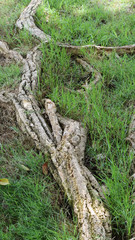 The roots of the trees on the grass.