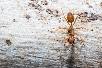 Close up red ant on the tree