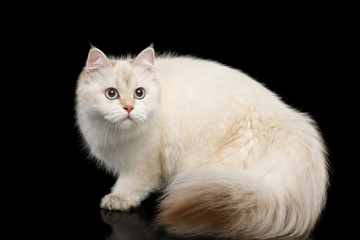 Obraz premium British breed Cat White color-point with magic Blue eyes and Furry tail Crouch on Isolated Black Background