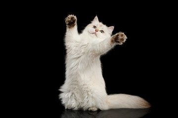 Funny British Cat White color-point Play on Isolated Black Background, front view, Stretched on hind legs