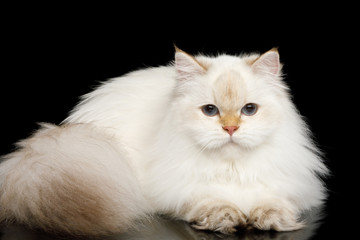 British breed Cat White color-point with magic Blue eyes, Lying on Isolated Black Background