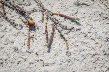 Ants on sand collecting food