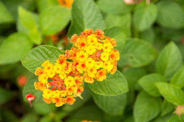 Spanish Flag (Lantana camara)