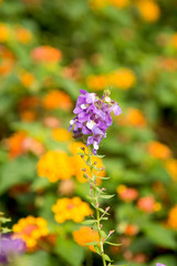 Forget me not flowers