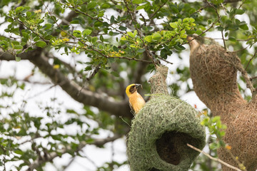 Obraz premium Baya weaver Building Nest On The Tree,Thailand.