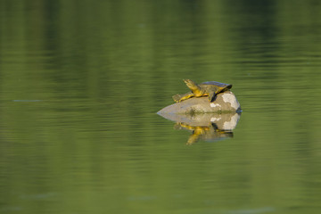 Fototapeta premium Tortoise