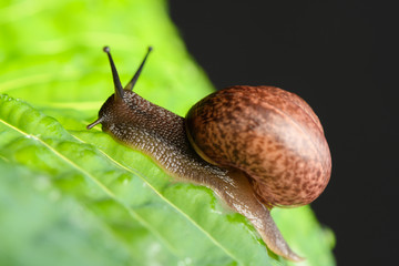 Snail crawling on green leaf isolated on black background